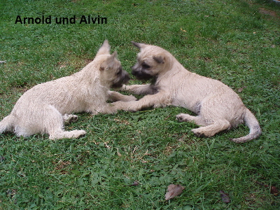 Arnold und Alvin 1A 01